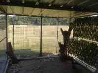 Courette extérieure du box commun chat